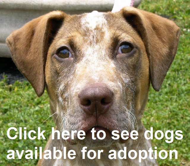dogs for adoption near me