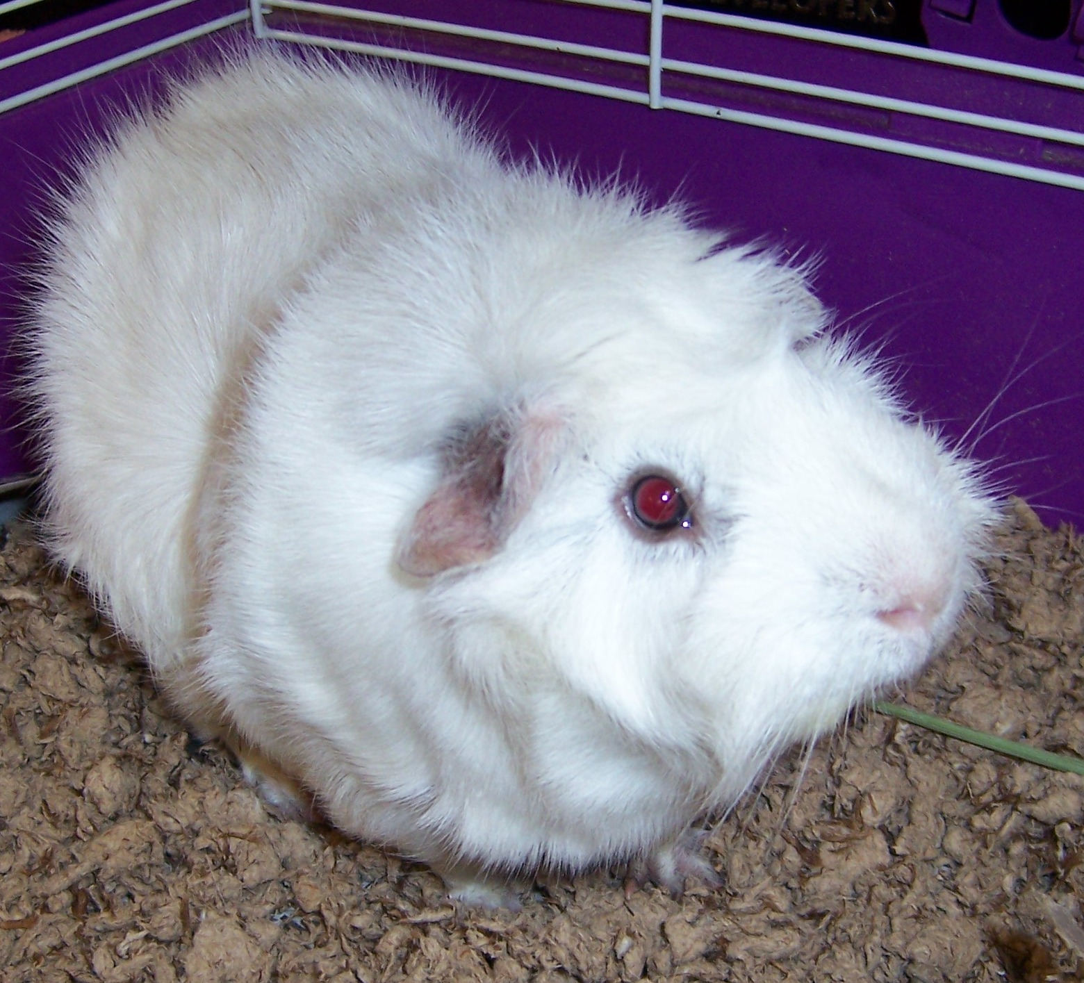 guinea